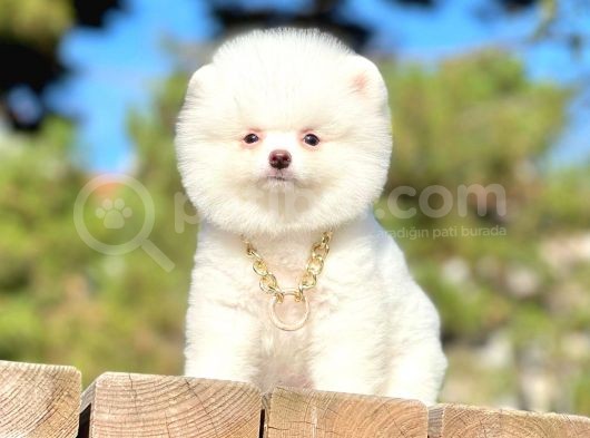 Kar Beyaz Ayıcık Surat Boo Pomeranian Yavrular görsel