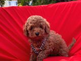 Red Brown Dişi Erkek Toy Poodle Yavrular