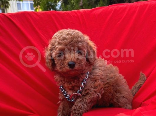 Red Brown Dişi Erkek Toy Poodle Yavrular