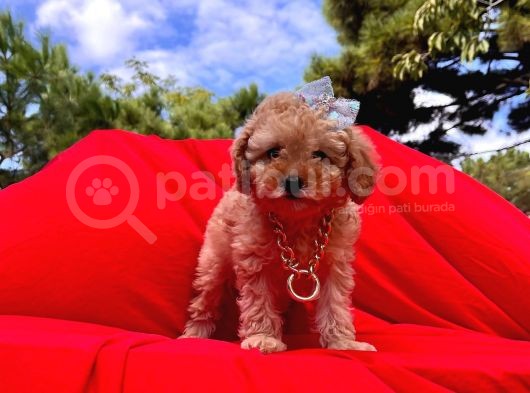 Safkan Toy Poodle Yavrularımız görsel