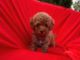 Red Brown Dişi Erkek Toy Poodle Yavrular