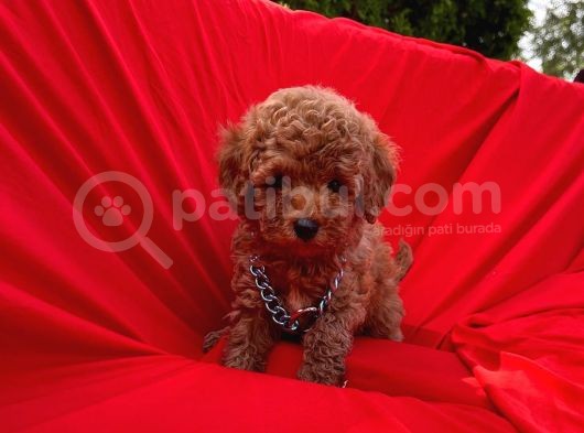 Red Brown Dişi Erkek Toy Poodle Yavrular görsel