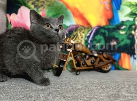 A Kali̇te Oyun Deli̇si̇ Tüy Dökmeyen Zeki Oğlumuz Rambo görsel