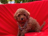 Red Brown Dişi Erkek Toy Poodle Yavrular