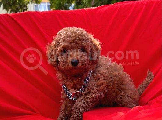 Red Brown Dişi Erkek Toy Poodle Yavrular görsel