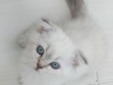 Maviş Kızlarım