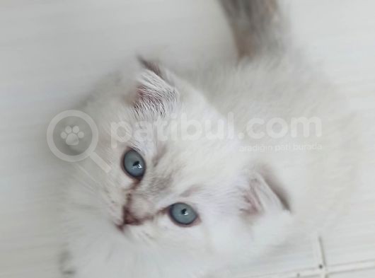 Maviş Kızlarım görsel