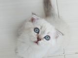 Maviş kızlarım