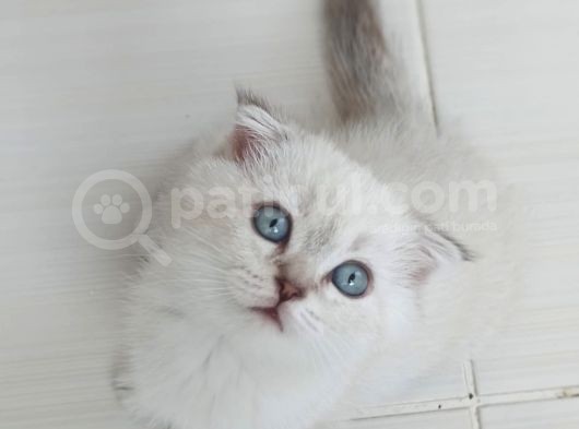 Maviş Kızlarım