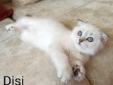 Maviş Kızlarım