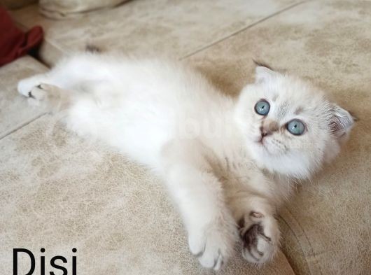 Maviş Kızlarım görsel