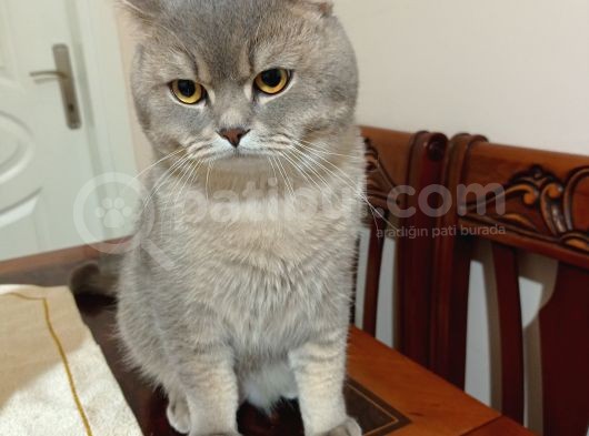 British Short Hair 1 Yaş Erkek Aşıları Tam görsel