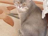 British Short Hair 1 Yaş Erkek Aşıları Tam