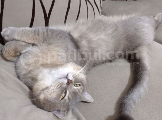 British Short Hair 1 Yaş Erkek Aşıları Tam görsel