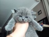 9 Eylül Doğumlu British Shorthair