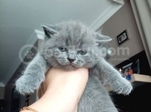 9 Eylül Doğumlu British Shorthair görsel