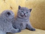 9 Eylül Doğumlu British Shorthair