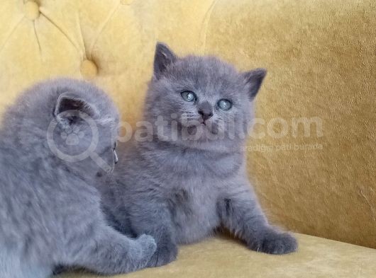 9 Eylül Doğumlu British Shorthair görsel