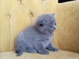 9 Eylül Doğumlu British Shorthair