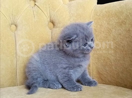 9 Eylül Doğumlu British Shorthair görsel
