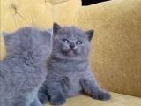 9 Eylül Doğumlu British Shorthair