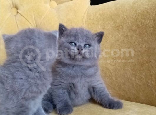 9 Eylül Doğumlu British Shorthair görsel