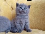 9 Eylül Doğumlu British Shorthair