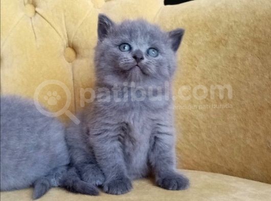 9 Eylül Doğumlu British Shorthair