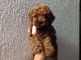 Red Poodle yavrularımız