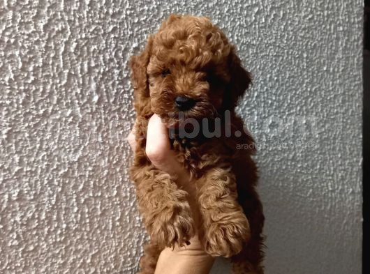 Red Poodle Yavrularımız