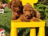 Red Poodle Yavrularımız