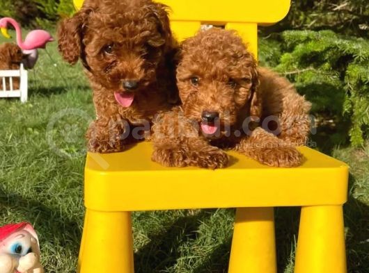 Red Poodle Yavrularımız görsel
