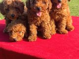 Red Poodle Yavrularımız