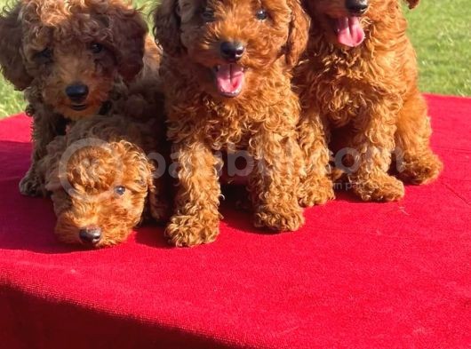 Red Poodle Yavrularımız görsel