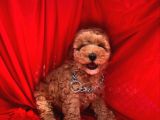 Toy Poodle Erkek Yavrularımız