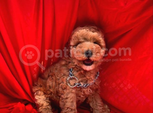 Toy Poodle Erkek Yavrularımız görsel