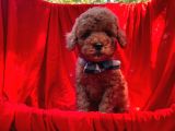Toy Poodle Erkek Yavrularımız