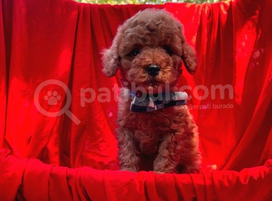 Toy Poodle Erkek Yavrularımız