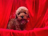 Toy Poodle Erkek Yavrularımız