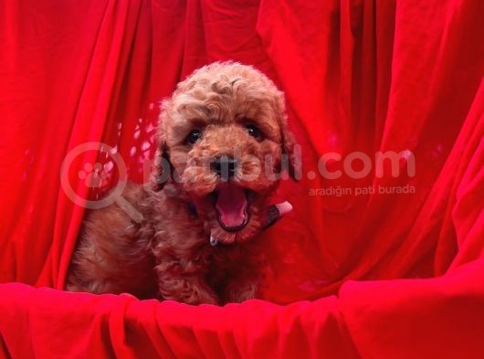 Toy Poodle Erkek Yavrularımız görsel