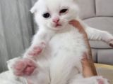 Safkan Secereli Nadir Renk Scottish Fold ve Scottish Straight Yavrular