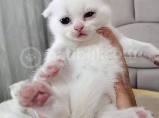 Safkan Secereli Nadir Renk Scottish Fold Ve Scottish Straight Yavrular