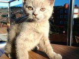 Safkan Secereli Nadir Renk Scottish Fold Ve Scottish Straight Yavrular