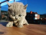 Safkan Secereli Nadir Renk Scottish Fold Ve Scottish Straight Yavrular