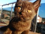 Safkan Secereli Nadir Renk Scottish Fold Ve Scottish Straight Yavrular