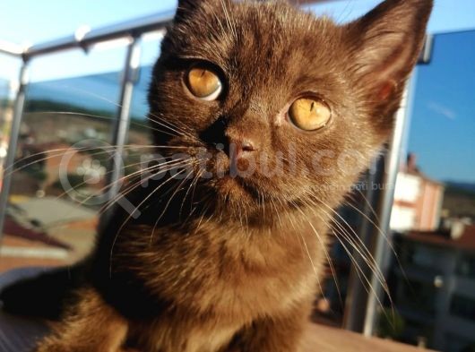 Safkan Secereli Nadir Renk Scottish Fold Ve Scottish Straight Yavrular görsel