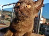 Safkan Secereli Nadir Renk Scottish Fold Ve Scottish Straight Yavrular