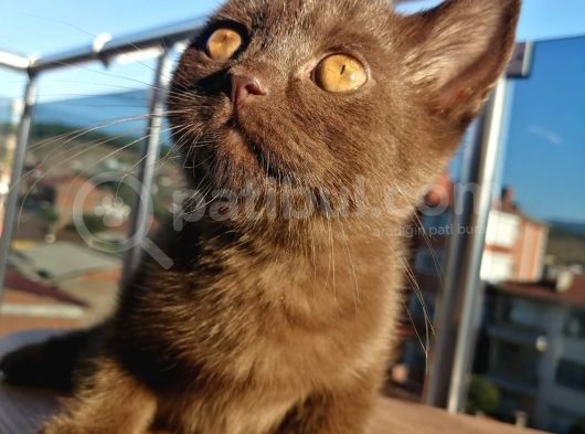 Safkan Secereli Nadir Renk Scottish Fold Ve Scottish Straight Yavrular görsel
