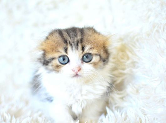 Miniklerimiz Yeni Yuvalarını Arıyor görsel