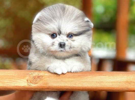 Teddy Bear Smile Face Yavrularımız görsel